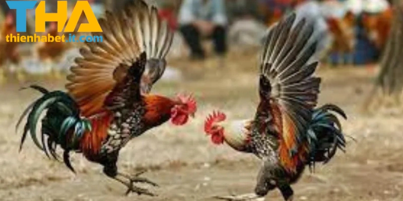 Giới thiệu tổng quan C1 THIENHABET