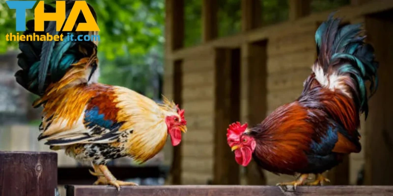 Các trận đấu nổi bật của đá gà C1 THIENHABET