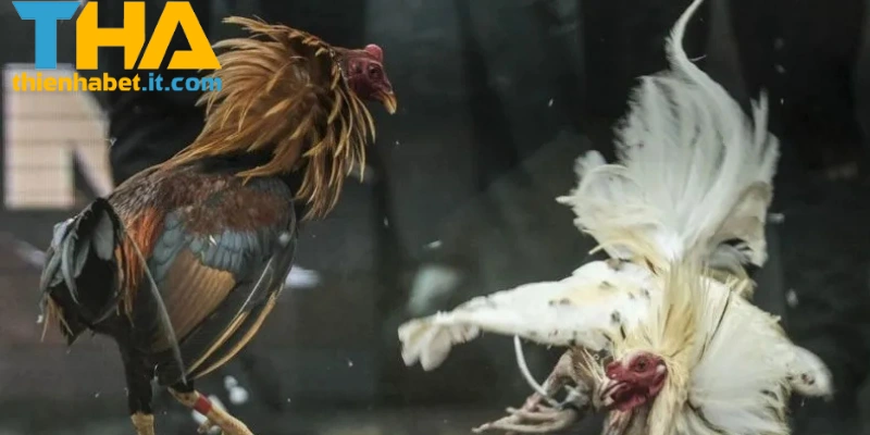 Chiến thuật để thi đấu đá gà Campuchia THIENHABET